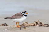 Common Ringed Plover - Bontbekplevier - Charadrius hiaticula