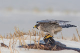 Peregrine - Slechtvalk - Falco peregrinus