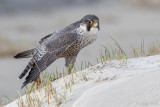 Peregrine - Slechtvalk - Falco peregrinus