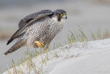 Peregrine - Slechtvalk - Falco peregrinus