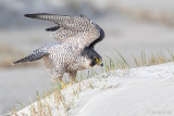 Peregrine - Slechtvalk - Falco peregrinus