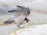 Peregrine - Slechtvalk - Falco peregrinus