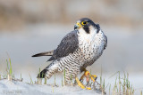 Peregrine - Slechtvalk - Falco peregrinus