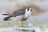 Peregrine - Slechtvalk - Falco peregrinus