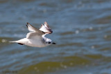Rosss Gull - Ross Meeuw - Rhodostethia rosea