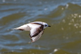 Rosss Gull - Ross Meeuw - Rhodostethia rosea