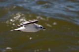 Rosss Gull - Ross Meeuw - Rhodostethia rosea
