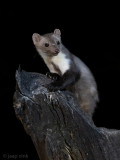 Beech Marten - Steenmarter - Martes foina