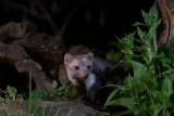 Beech Marten - Steenmarter - Martes foina