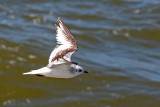 Rosss Gull - Ross Meeuw - Rhodostethia rosea