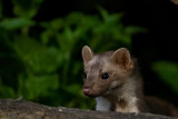 Beech Marten - Steenmarter - Martes foina