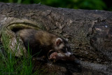 European Polecat - Bunzing - Mustela putorius