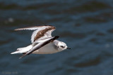 Rosss Gull - Ross Meeuw - Rhodostethia rosea