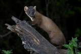 European Pine Marten - Boommarter - Martes martes