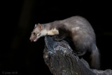 Beech Marten - Steenmarter - Martes foina