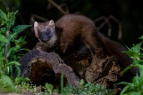 European Pine Marten - Boommarter - Martes martes