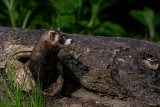 European Polecat - Bunzing - Mustela putorius