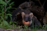 European Pine Marten - Boommarter - Martes martes