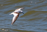 Rosss Gull - Ross Meeuw - Rhodostethia rosea