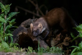 European Pine Marten - Boommarter - Martes martes