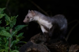 Beech Marten - Steenmarter - Martes foina