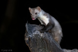 Beech Marten - Steenmarter - Martes foina
