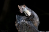 Beech Marten - Steenmarter - Martes foina