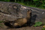 European Polecat - Bunzing - Mustela putorius