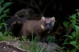 European Pine Marten - Boommarter - Martes martes
