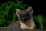 European Pine Marten - Boommarter - Martes martes