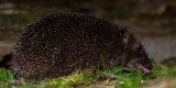 Hedgehog - Egel - Erinaceus europaeus