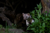 Beech Marten - Steenmarter - Martes foina