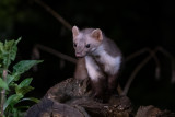 Beech Marten - Steenmarter - Martes foina