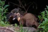 European Pine Marten - Boommarter - Martes martes