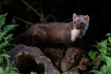 Beech Marten - Steenmarter - Martes foina