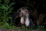 Beech Marten - Steenmarter - Martes foina