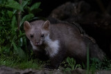 Beech Marten - Steenmarter - Martes foina