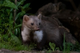 Beech Marten - Steenmarter - Martes foina