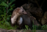Beech Marten - Steenmarter - Martes foina