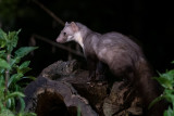 Beech Marten - Steenmarter - Martes foina