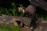 Beech Marten - Steenmarter - Martes foina