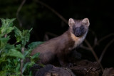 European Pine Marten - Boommarter - Martes martes