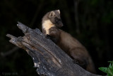 European Pine Marten - Boommarter - Martes martes