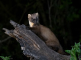 European Pine Marten - Boommarter - Martes martes