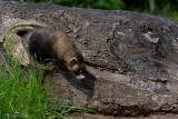 European Polecat - Bunzing - Mustela putorius