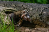 European Polecat - Bunzing - Mustela putorius