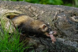 European Polecat - Bunzing - Mustela putorius