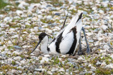 Pied Avocet - Kluut - Recurvirostra avosetta