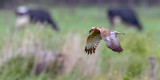 Western Marsh Harrier - Bruine Kiekendief - Circus aeruginosus