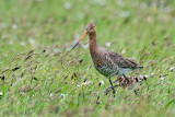 Black-tailed Godwit - Grutto - Limosa limosa